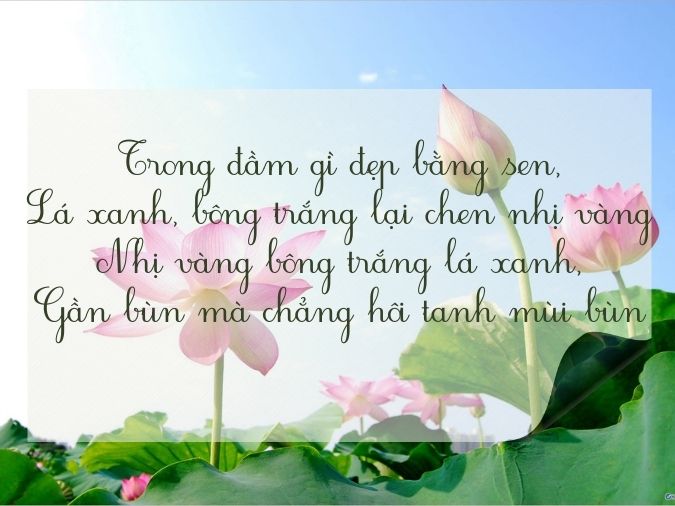 Tuyển tập thơ về hoa sen - biểu tượng của nét đẹp Việt Nam 13