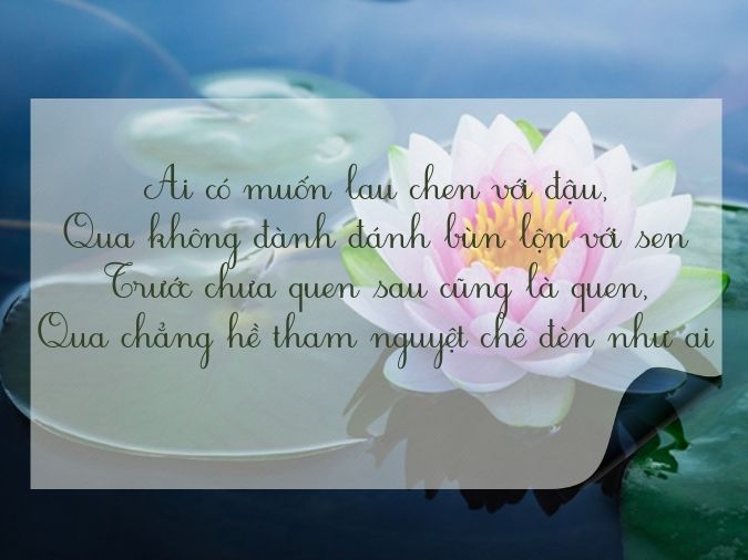 Tuyển tập thơ về hoa sen - biểu tượng của nét đẹp Việt Nam 14