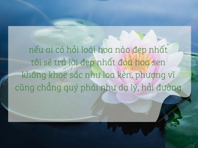 Tuyển tập thơ về hoa sen - biểu tượng của nét đẹp Việt Nam 3